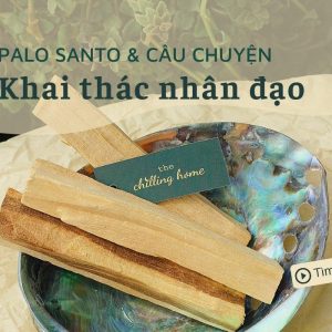 Palo Santo và câu chuyện khai thác nhân đạo