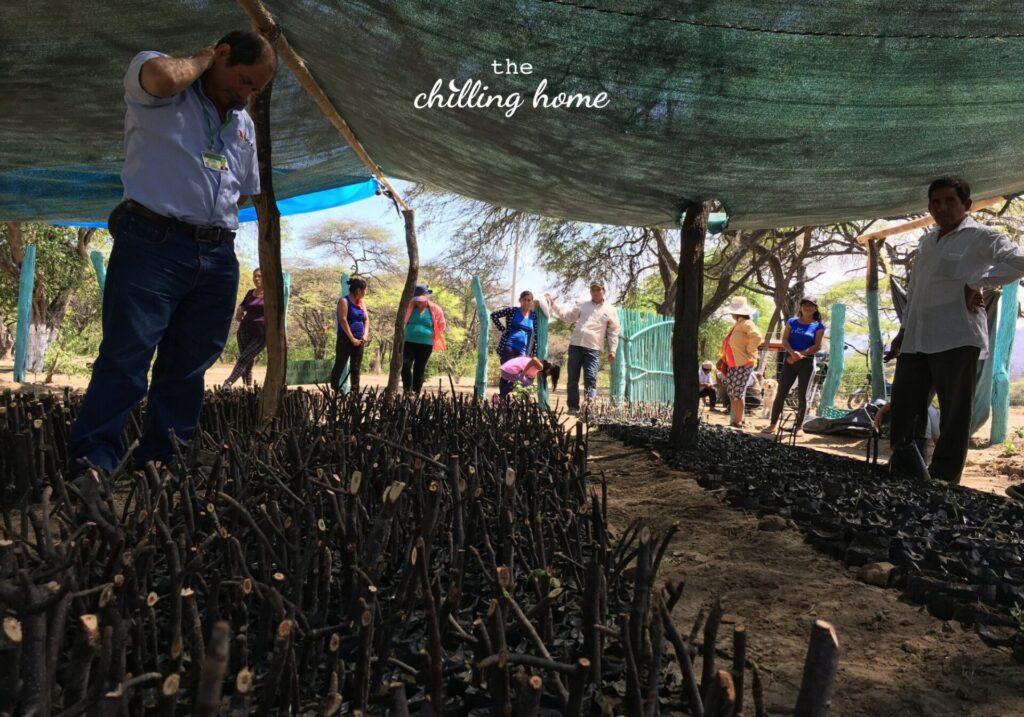 Quá trình xử lý Palo Santo